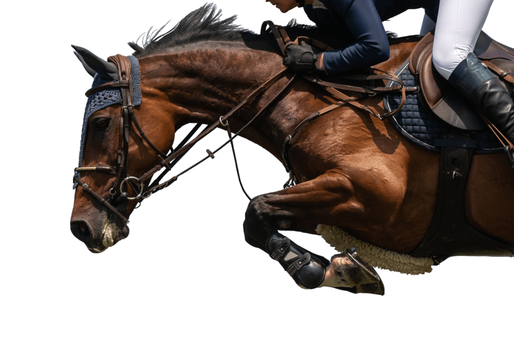 horse and jockey jumping