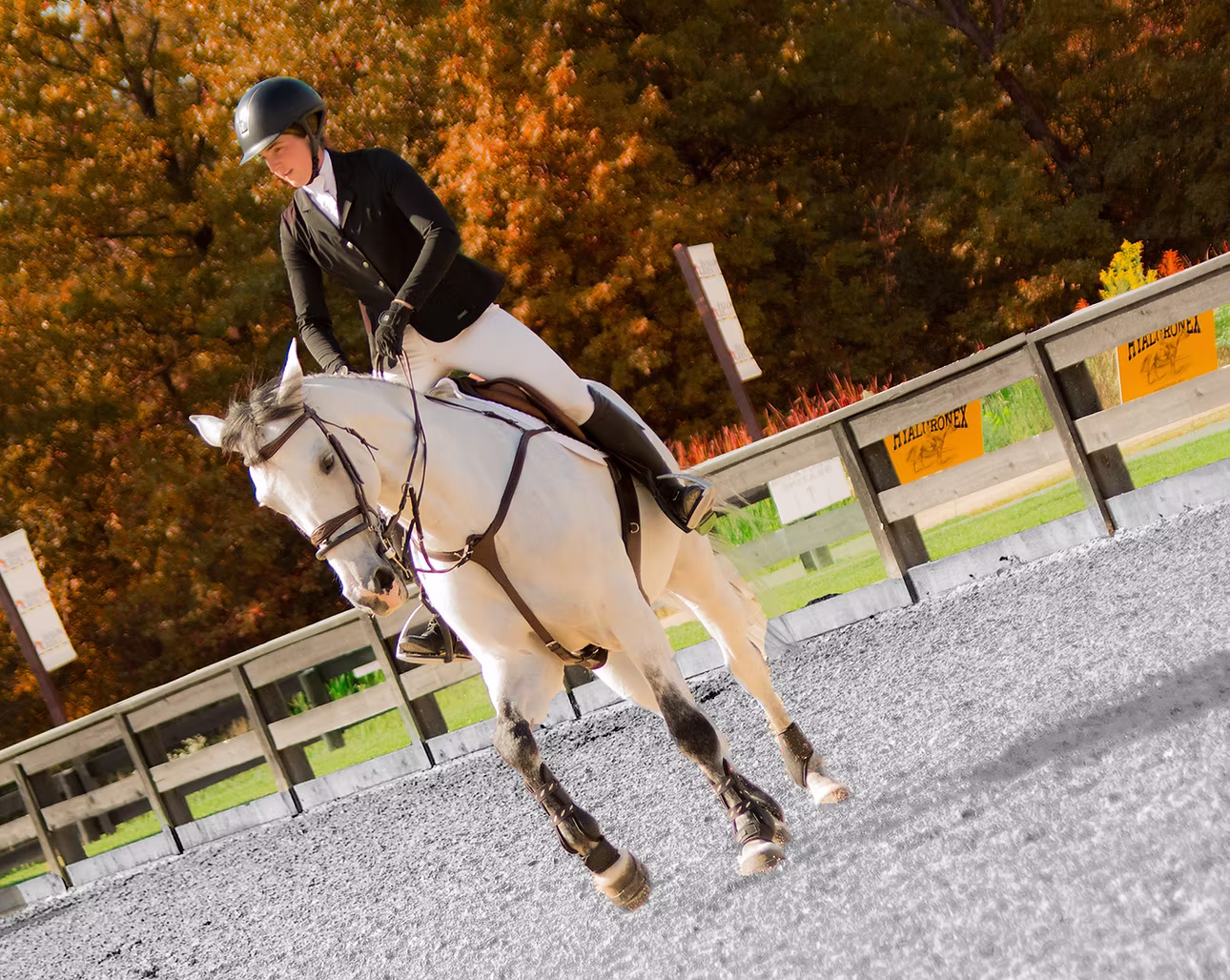 arena horse footing from GGT Footing