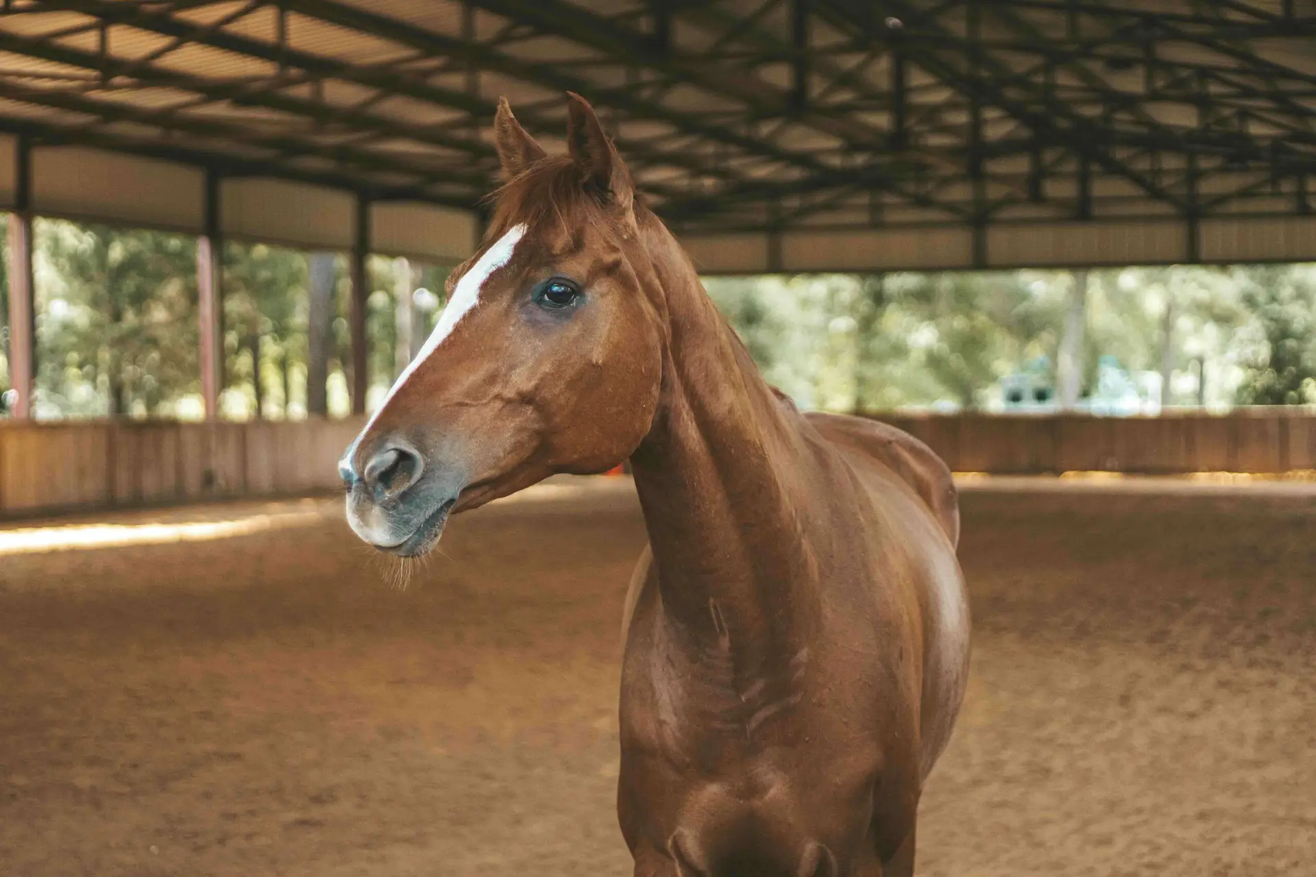 equine arena