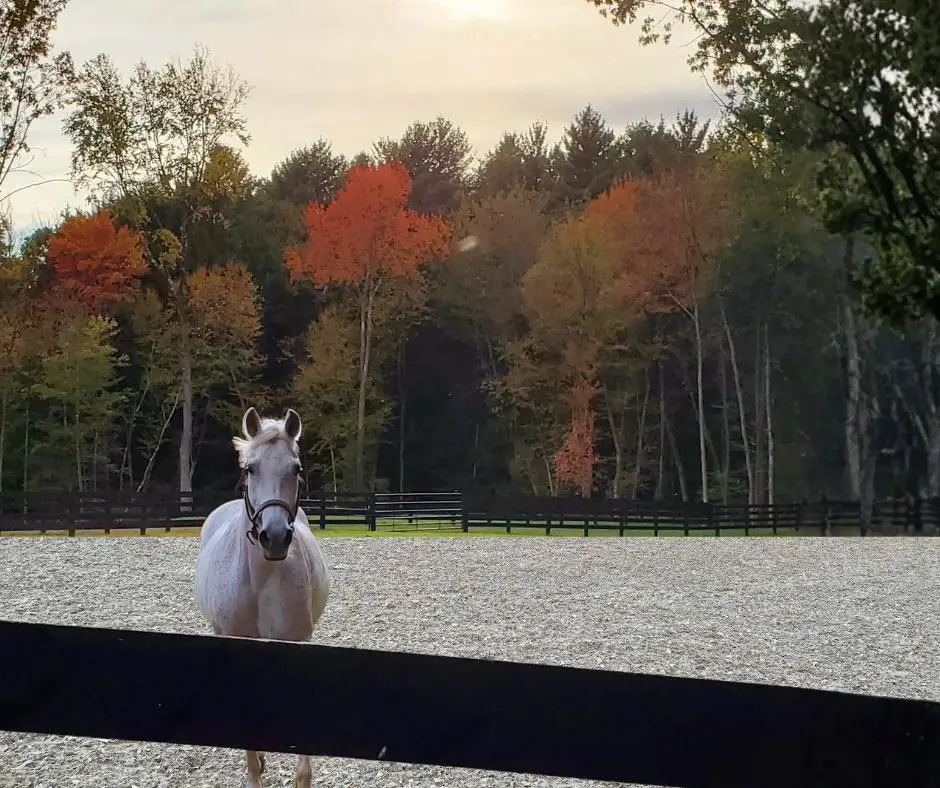 outdoor horse arena