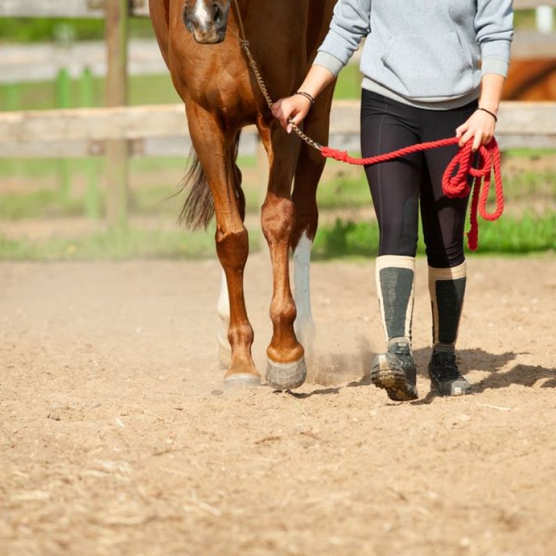 Find the best footing for your horse arena.